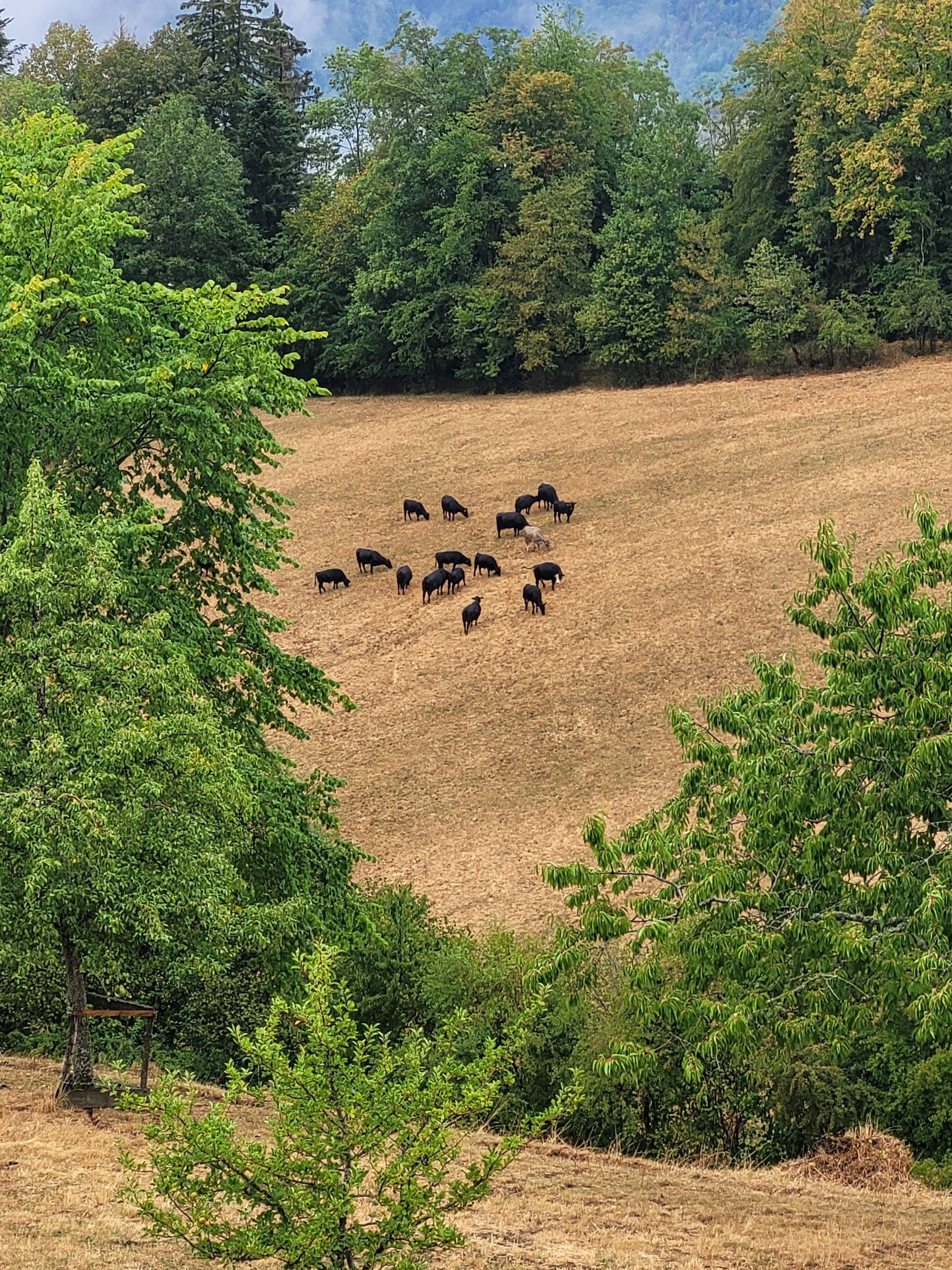 Conséquences de la sécheresse à Cerniévillers